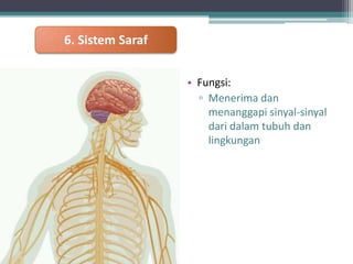 6. Sistem Saraf
• Fungsi:
▫ Menerima dan
menanggapi sinyal-sinyal
dari dalam tubuh dan
lingkungan

 