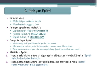 A. Jaringan Epitel
• Jaringan yang :
 Melapisi permukaan tubuh
 Membatasi rongga tubuh
• Jaringan epitel yang melapisi :
 Lapisan Luar Tubuh  EPITELIUM
 Rongga Tubuh  MESOTELIUM
 Organ Tubuh  ENDOTELIUM
• Fungsi Jaringan Epitel :
 Melindungi jaringan dibawahnya dari kerusakan
 Mengangkut zat-zat antar jaringan atau rongga yang dibatasinya
 Pada saluran pencernaan, jaringan epitel nya dapat mengeluarkan enzim

• Klasifikasi Epitel :
1.
Berdasarkan lapisannya jaringan epitel dibedakan menjadi 2 yaitu : Epitel
Selapis dan Epitel Berlapis
2. Berdasarkan bentuknya sel epitel dibedakan menjadi 3 yaitu : Epitel
Pipih, Kubus dan Batang (Silindris)

 