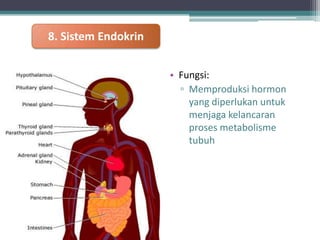 8. Sistem Endokrin
• Fungsi:
▫ Memproduksi hormon
yang diperlukan untuk
menjaga kelancaran
proses metabolisme
tubuh

 