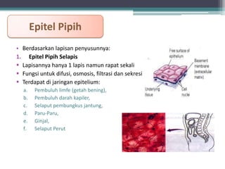 Epitel Pipih
• Berdasarkan lapisan penyusunnya:
1. Epitel Pipih Selapis
 Lapisannya hanya 1 lapis namun rapat sekali
 Fungsi untuk difusi, osmosis, filtrasi dan sekresi
 Terdapat di jaringan epitelium:
a.
b.
c.
d.
e.
f.

Pembuluh limfe (getah bening),
Pembuluh darah kapiler,
Selaput pembungkus jantung,
Paru-Paru,
Ginjal,
Selaput Perut

 