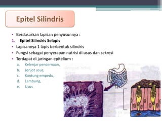 Epitel Silindris
• Berdasarkan lapisan penyusunnya :
1. Epitel Silindris Selapis
• Lapisannya 1 lapis berbentuk silindris
• Fungsi sebagai penyerapan nutrisi di usus dan sekresi
• Terdapat di jaringan epitelium :
a.
b.
c.
d.
e.

Kelenjar pencernaan,
Jonjot usus,
Kantung empedu,
Lambung,
Usus

 