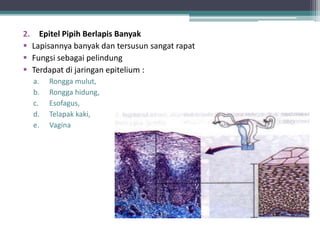 2. Epitel Pipih Berlapis Banyak
 Lapisannya banyak dan tersusun sangat rapat
 Fungsi sebagai pelindung
 Terdapat di jaringan epitelium :
a.
b.
c.
d.
e.

Rongga mulut,
Rongga hidung,
Esofagus,
Telapak kaki,
Vagina

 