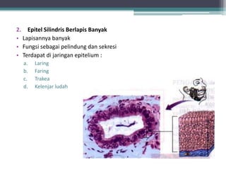 2. Epitel Silindris Berlapis Banyak
• Lapisannya banyak
• Fungsi sebagai pelindung dan sekresi
• Terdapat di jaringan epitelium :
a.
b.
c.
d.

Laring
Faring
Trakea
Kelenjar ludah

 