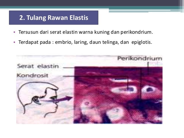 Jaringan Hewan Jaringan Hewan