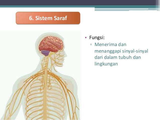  Jaringan  Hewan 