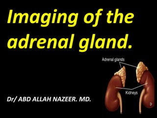 Imaging of the
adrenal gland.
adrenal gland

adrenal gland

Dr/ ABD ALLAH NAZEER. MD.

 