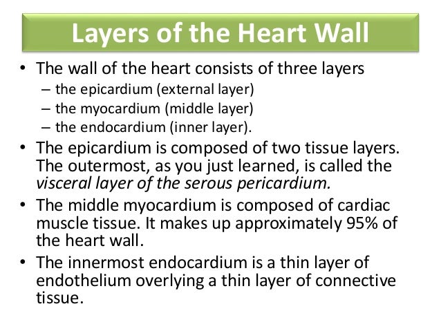 Anatomy of Heart