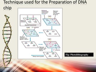 Technique used for the Preparation of DNA
chip
Fig: Photolithography
 