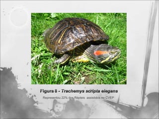 Representou 22% dos Répteis assistidos no CVEP
 