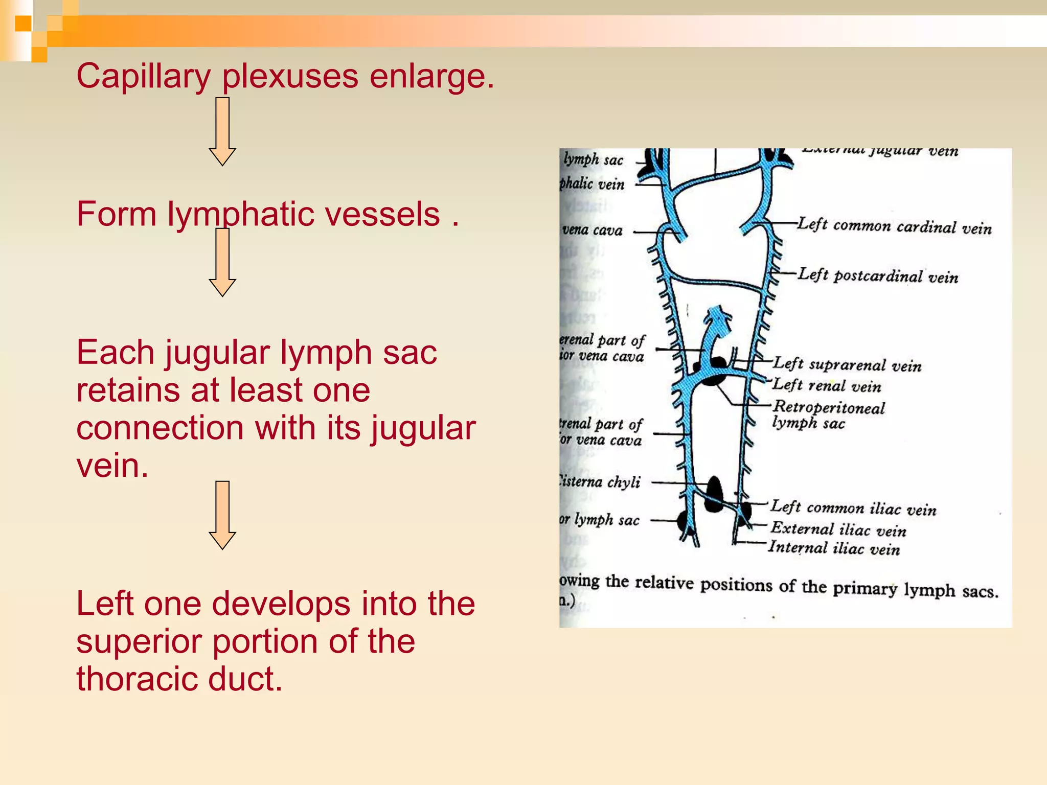 Lymphatic Sac Development LYMPHATICS HEAD AND NECK | PPTX