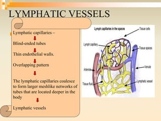 LYMPHATIC VESSELS
 .Lymphatic capillaries –
Blind-ended tubes
Thin endothelial walls.
Overlapping pattern
The lymphatic capillaries coalesce
to form larger meshlike networks of
tubes that are located deeper in the
body
Lymphatic vessels
 