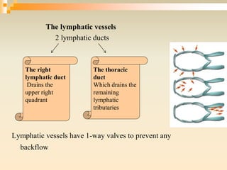 The lymphatic vessels
2 lymphatic ducts
Lymphatic vessels have 1-way valves to prevent any
backflow
The right
lymphatic duct
Drains the
upper right
quadrant
The thoracic
duct
Which drains the
remaining
lymphatic
tributaries
 