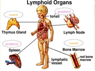 central
central
peripheral
peripheral
 