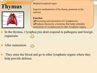 Thymus
 In the thymus, t lymphocytes dont respond to pathogens and foreign
organisms.
 After maturation
 They enter the blood and go to other lymphatic organs where they
help provide defense.
Bilobed lymphoid organ
Superior mediastinum of the thorax, posterior to the
sternum
Function
Processing and maturation of t lymphocytes.
Produces thymosin, a hormone that helps stimulate
maturation of t lymphocytes in other lymphatic organs
 