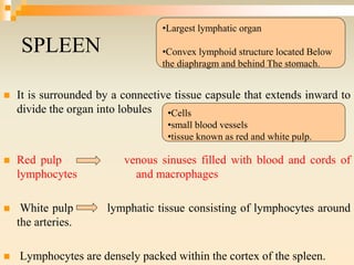 SPLEEN
 It is surrounded by a connective tissue capsule that extends inward to
divide the organ into lobules
 Red pulp venous sinuses filled with blood and cords of
lymphocytes and macrophages
 White pulp lymphatic tissue consisting of lymphocytes around
the arteries.
 Lymphocytes are densely packed within the cortex of the spleen.
•Largest lymphatic organ
•Convex lymphoid structure located Below
the diaphragm and behind The stomach.
•Cells
•small blood vessels
•tissue known as red and white pulp.
 
