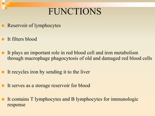 FUNCTIONS
 Reservoir of lymphocytes
 It filters blood
 It plays an important role in red blood cell and iron metabolism
through macrophage phagocytosis of old and damaged red blood cells
 It recycles iron by sending it to the liver
 It serves as a storage reservoir for blood
 It contains T lymphocytes and B lymphocytes for immunologic
response
 