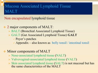 Mucosa Associated Lymphoid Tissue
MALT
Non encapsulated lymphoid tissue
 2 major components of MALT:
 BALT (Bronchial Associated Lymphoid Tissue)
 GALT (Gut Associated Lymphoid Tissue) GALT
 Peyer’s patches
 Appendix – also known as belly tonsil / intestinal tonsil
 Minor components of MALT
 Nose-associated lymphoid tissue (NALT)
 Vulvovaginal-associated lymphoid tissue (VALT)
 Skin associated lymphoid tissue (SALT) is not mucosal but has
the same characteristics of the MALT
 