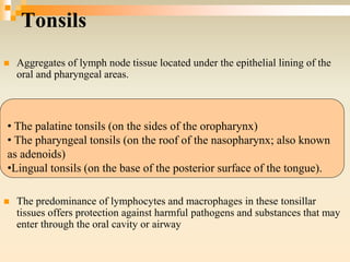 Tonsils
 Aggregates of lymph node tissue located under the epithelial lining of the
oral and pharyngeal areas.
 The predominance of lymphocytes and macrophages in these tonsillar
tissues offers protection against harmful pathogens and substances that may
enter through the oral cavity or airway
• The palatine tonsils (on the sides of the oropharynx)
• The pharyngeal tonsils (on the roof of the nasopharynx; also known
as adenoids)
•Lingual tonsils (on the base of the posterior surface of the tongue).
 