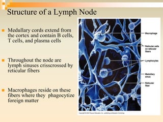 Structure of a Lymph Node
 Medullary cords extend from
the cortex and contain B cells,
T cells, and plasma cells
 Throughout the node are
lymph sinuses crisscrossed by
reticular fibers
 Macrophages reside on these
fibers where they phagocytize
foreign matter
 