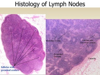 follicles with
germinal centers
Histology of Lymph Nodes
 
