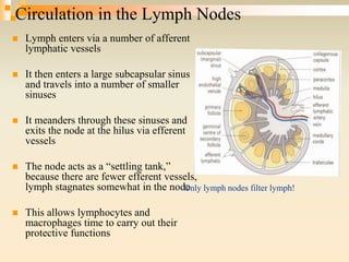 Circulation in the Lymph Nodes
 Lymph enters via a number of afferent
lymphatic vessels
 It then enters a large subcapsular sinus
and travels into a number of smaller
sinuses
 It meanders through these sinuses and
exits the node at the hilus via efferent
vessels
 The node acts as a “settling tank,”
because there are fewer efferent vessels,
lymph stagnates somewhat in the node
 This allows lymphocytes and
macrophages time to carry out their
protective functions
Only lymph nodes filter lymph!
 