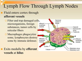  Fluid enters cortex through
afferent vessels
 Filter and trap damaged cells,
microorganisms, foreign
substances, tumor cells by
reticular fibers
 Macrophages phagocytize
some, lymphocytes destroy
some by immune defenses
 Exits medulla by efferent
vessels at hilus
Lymph Flow Through Lymph Nodes
 