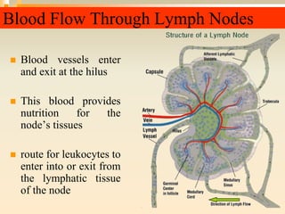 Blood Flow Through Lymph Nodes
 Blood vessels enter
and exit at the hilus
 This blood provides
nutrition for the
node’s tissues
 route for leukocytes to
enter into or exit from
the lymphatic tissue
of the node
 