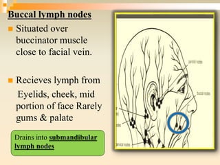 Buccal lymph nodes
 Situated over
buccinator muscle
close to facial vein.
 Recieves lymph from
Eyelids, cheek, mid
portion of face Rarely
gums & palate
Drains into submandibular
lymph nodes
 