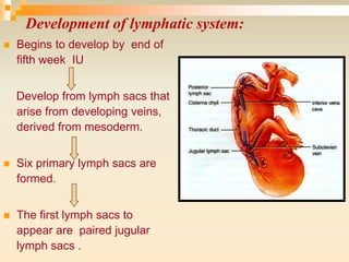  Begins to develop by end of
fifth week IU
Develop from lymph sacs that
arise from developing veins,
derived from mesoderm.
 Six primary lymph sacs are
formed.
 The first lymph sacs to
appear are paired jugular
lymph sacs .
Development of lymphatic system:
 