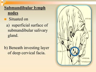 Submandibular lymph
nodes
 Situated on
a) superficial surface of
submandibular salivary
gland.
b) Beneath investing layer
of deep cervical facia.
 