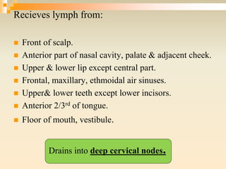 Recieves lymph from:
 Front of scalp.
 Anterior part of nasal cavity, palate & adjacent cheek.
 Upper & lower lip except central part.
 Frontal, maxillary, ethmoidal air sinuses.
 Upper& lower teeth except lower incisors.
 Anterior 2/3rd of tongue.
 Floor of mouth, vestibule.
Drains into deep cervical nodes.
 
