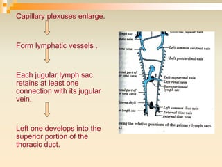 Capillary plexuses enlarge.
Form lymphatic vessels .
Each jugular lymph sac
retains at least one
connection with its jugular
vein.
Left one develops into the
superior portion of the
thoracic duct.
 