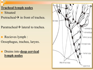 Tracheal lymph nodes
 Situated
Pretracheal in front of trachea.
Paratracheal lateral to trachea.
 Recieves lymph :
Oesophagus, trachea, larynx.
 Drains into deep cervical
lymph nodes
 