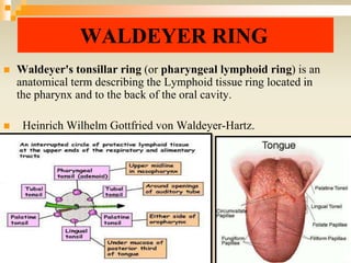 WALDEYER RING
 Waldeyer's tonsillar ring (or pharyngeal lymphoid ring) is an
anatomical term describing the Lymphoid tissue ring located in
the pharynx and to the back of the oral cavity.
 Heinrich Wilhelm Gottfried von Waldeyer-Hartz.
 