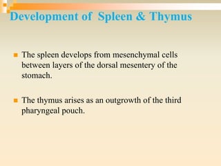 Development of Spleen & Thymus
 The spleen develops from mesenchymal cells
between layers of the dorsal mesentery of the
stomach.
 The thymus arises as an outgrowth of the third
pharyngeal pouch.
 