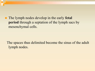 The lymph nodes develop in the early fetal
period through a septation of the lymph sacs by
mesenchymal cells.
The spaces thus delimited become the sinus of the adult
lymph nodes.
 