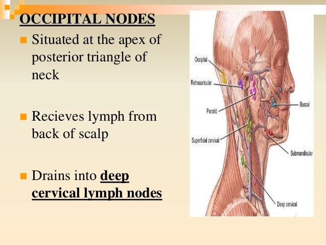 Lymphatics Head And Neck