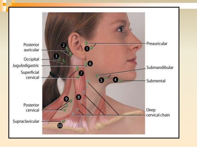 LYMPHATICS HEAD AND NECK LYMPHATICS HEAD AND NECK