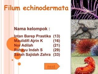 Filum echinodermata 
Nama kelompok : 
Intan Barep Prastika (13) 
Maulidifi Ajrin K (16) 
Nor Adilah (21) 
Rahayu Indah S (29) 
Sarah Sajidah Zahra (33) 
next 
 