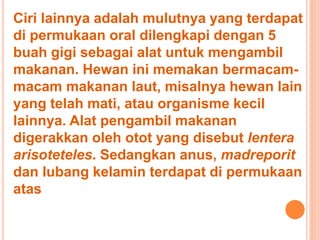 Ciri lainnya adalah mulutnya yang terdapat 
di permukaan oral dilengkapi dengan 5 
buah gigi sebagai alat untuk mengambil 
makanan. Hewan ini memakan bermacam-macam 
makanan laut, misalnya hewan lain 
yang telah mati, atau organisme kecil 
lainnya. Alat pengambil makanan 
digerakkan oleh otot yang disebut lentera 
arisoteteles. Sedangkan anus, madreporit 
dan lubang kelamin terdapat di permukaan 
atas 
 