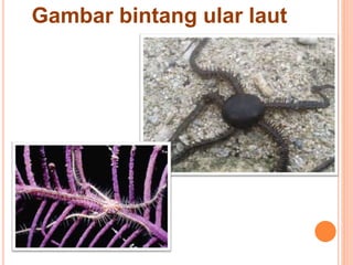 Gambar bintang ular laut 
 