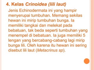 4. Kelas Crinoidea (lili laut) 
Jenis Echinodermata ini yang hampir 
menyerupai tumbuhan. Memang sekilas 
hewan ini mirip tumbuhan bunga. Ia 
memiliki tangkai dan melekat pada 
bebatuan, tak beda seperti tumbuhan yang 
menempel di bebatuan. Ia juga memiliki 5 
lengan yang bercabang-cabang lagi mirip 
bunga lili. Oleh karena itu hewan ini sering 
disebut lili laut (Metacrinus sp). 
 