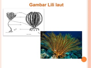 Gambar Lili laut 
 