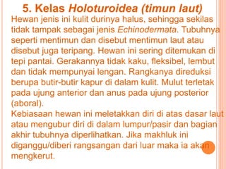 5. Kelas Holoturoidea (timun laut) 
Hewan jenis ini kulit durinya halus, sehingga sekilas 
tidak tampak sebagai jenis Echinodermata. Tubuhnya 
seperti mentimun dan disebut mentimun laut atau 
disebut juga teripang. Hewan ini sering ditemukan di 
tepi pantai. Gerakannya tidak kaku, fleksibel, lembut 
dan tidak mempunyai lengan. Rangkanya direduksi 
berupa butir-butir kapur di dalam kulit. Mulut terletak 
pada ujung anterior dan anus pada ujung posterior 
(aboral). 
Kebiasaan hewan ini meletakkan diri di atas dasar laut 
atau mengubur diri di dalam lumpur/pasir dan bagian 
akhir tubuhnya diperlihatkan. Jika makhluk ini 
diganggu/diberi rangsangan dari luar maka ia akan 
mengkerut. 
 