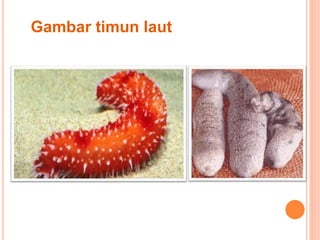 Gambar timun laut 
 