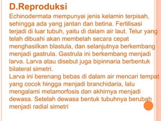 D.Reproduksi 
Echinodermata mempunyai jenis kelamin terpisah, 
sehingga ada yang jantan dan betina. Fertilisasi 
terjadi di luar tubuh, yaitu di dalam air laut. Telur yang 
telah dibuahi akan membelah secara cepat 
menghasilkan blastula, dan selanjutnya berkembang 
menjadi gastrula. Gastrula ini berkembang menjadi 
larva. Larva atau disebut juga bipinnaria berbentuk 
bilateral simetri. 
Larva ini berenang bebas di dalam air mencari tempat 
yang cocok hingga menjadi branchidaria, lalu 
mengalami metamorfosis dan akhirnya menjadi 
dewasa. Setelah dewasa bentuk tubuhnya berubah 
menjadi radial simetri 
 