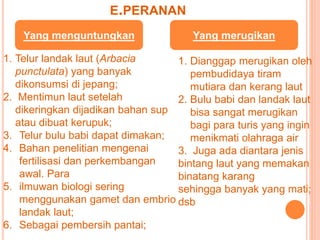 E.PERANAN 
Yang menguntungkan Yang merugikan 
1. Telur landak laut (Arbacia 
punctulata) yang banyak 
dikonsumsi di jepang; 
2. Mentimun laut setelah 
dikeringkan dijadikan bahan sup 
atau dibuat kerupuk; 
3. Telur bulu babi dapat dimakan; 
4. Bahan penelitian mengenai 
fertilisasi dan perkembangan 
awal. Para 
5. ilmuwan biologi sering 
menggunakan gamet dan embrio 
landak laut; 
6. Sebagai pembersih pantai; 
1. Dianggap merugikan oleh 
pembudidaya tiram 
mutiara dan kerang laut 
2. Bulu babi dan landak laut 
bisa sangat merugikan 
bagi para turis yang ingin 
menikmati olahraga air 
3. Juga ada diantara jenis 
bintang laut yang memakan 
binatang karang 
sehingga banyak yang mati; 
dsb 
