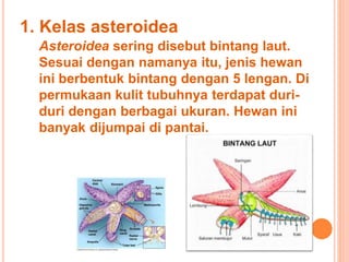 1. Kelas asteroidea 
Asteroidea sering disebut bintang laut. 
Sesuai dengan namanya itu, jenis hewan 
ini berbentuk bintang dengan 5 lengan. Di 
permukaan kulit tubuhnya terdapat duri-duri 
dengan berbagai ukuran. Hewan ini 
banyak dijumpai di pantai. 
 