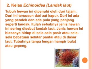 2. Kelas Echinoidea (Landak laut) 
Tubuh hewan ini dipenuhi oleh duri tajam. 
Duri ini tersusun dari zat kapur. Duri ini ada 
yang pendek dan ada pula yang panjang 
seperti landak. Itulah sebabnya jenis hewan 
ini sering disebut landak laut. Jenis hewan ini 
biasanya hidup di sela-sela pasir atau sela-sela 
bebatuan sekitar pantai atau di dasar 
laut. Tubuhnya tanpa lengan hampir bulat 
atau gepeng. 
 