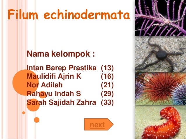 82+ Gambar Hewan Echinodermata Dan Namanya HD Terbaik